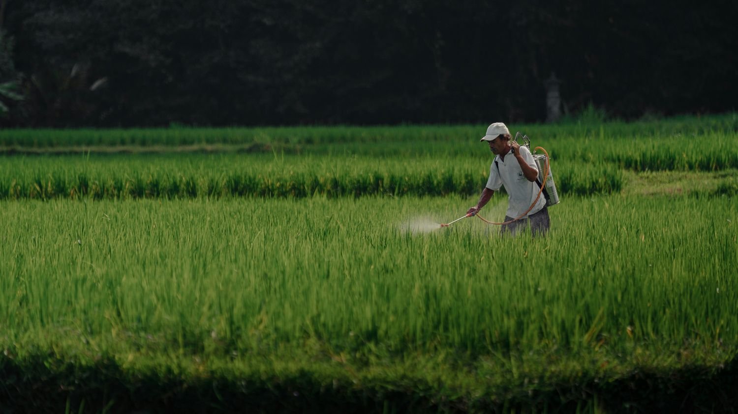 worker spraying in rice field cameron witney unsplash